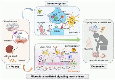 Current landscape of fecal microbiota transplantation in treating depression